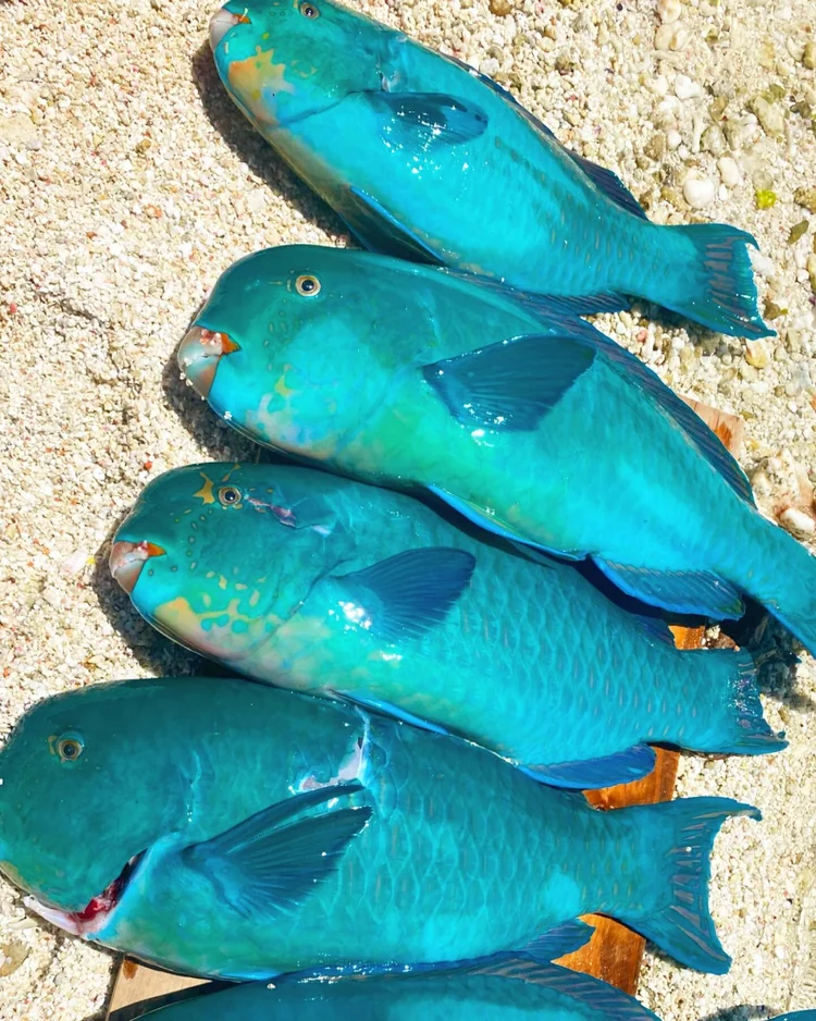 Poissons du lagon