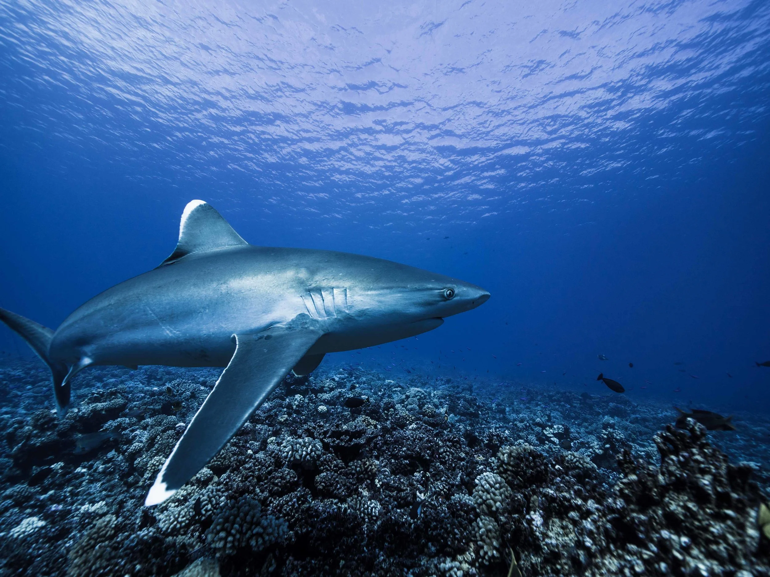 Requins de récif