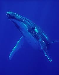 Tour Baleines